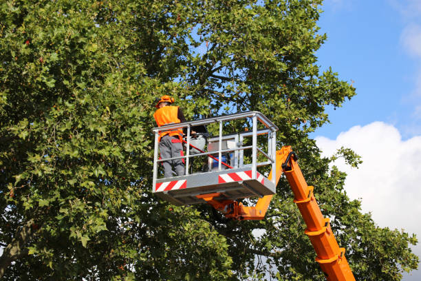 Best Tree Preservation Services  in Independent Hill, VA